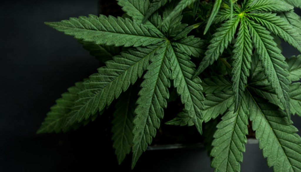 Thumbnail for 41343 Thumbnail for 41343