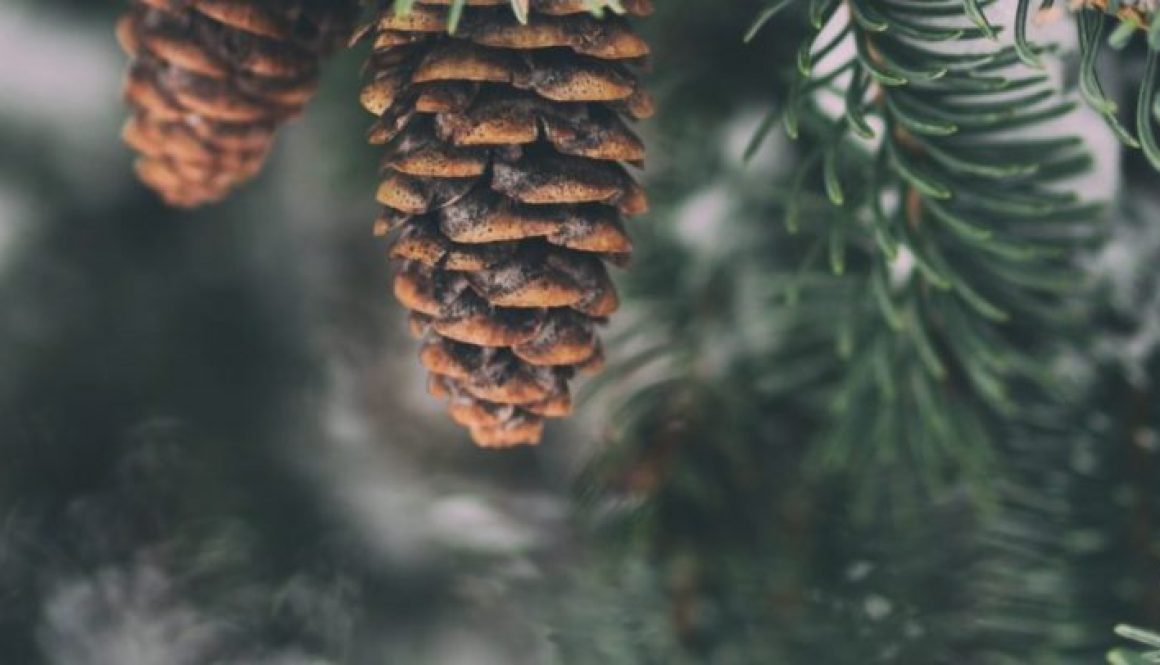 Winter pine cones