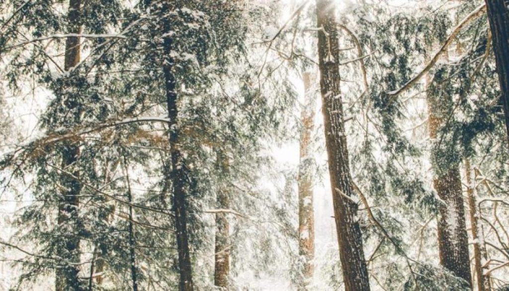 Winter wonderland
